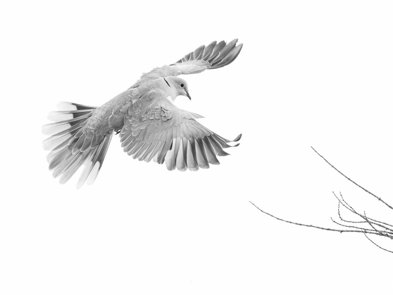 Pencil sketch of a bird in flight with wings spread, rendered in grayscale with fine line details.