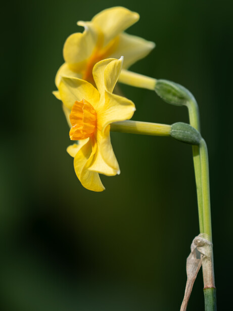 Yellow daffodil with ruffled petals and orange center against soft green background.