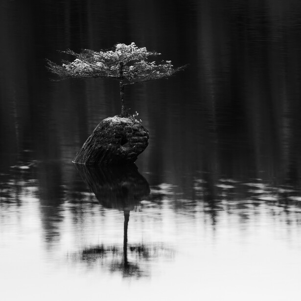 Black and white photo of the Fairy Tree in Fairy Lake