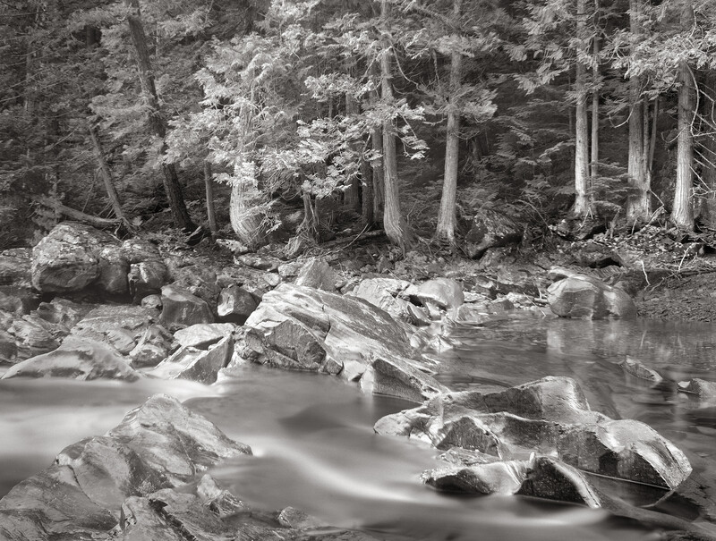 Forest over McDonald Creek