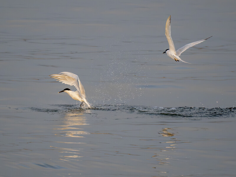Two white egrets in shallow water, one taking flight with wings spread while the other bends forward in the water.