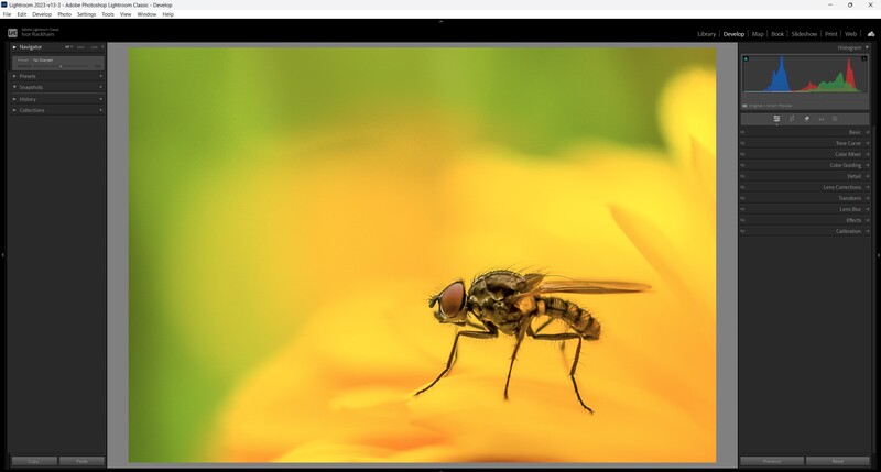 A robber fly perched on a yellow flower against a soft green and yellow blurred background.