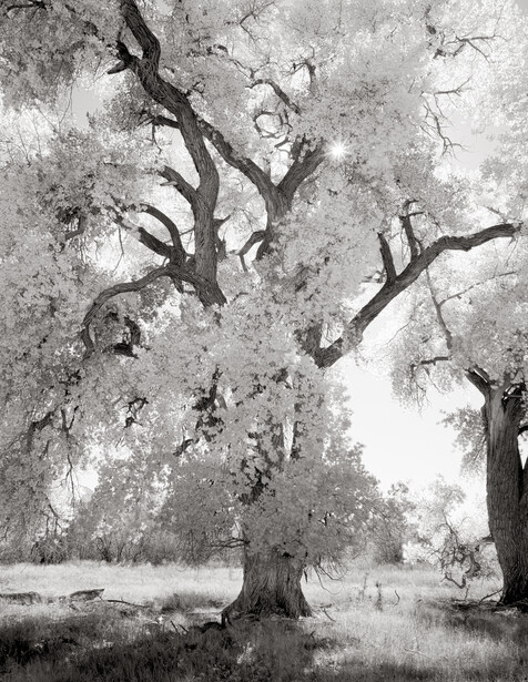 "Sunstruck Cottonwood, Cerillos, New Mexico"