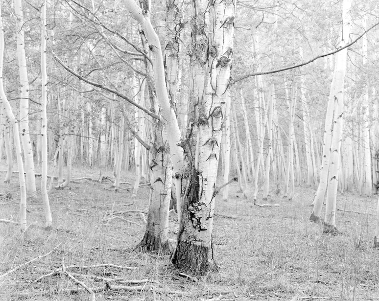 An Old Aspen