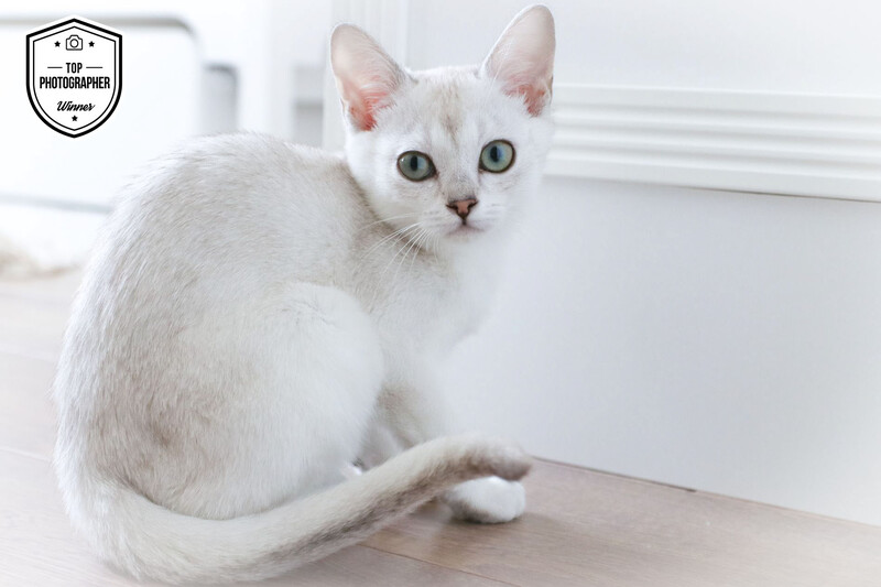 White cat with blue eyes sitting and looking at camera in bright, minimalist interior.