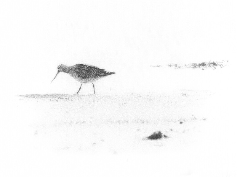 Shorebird with long bill walking on sandy beach with sparse vegetation.