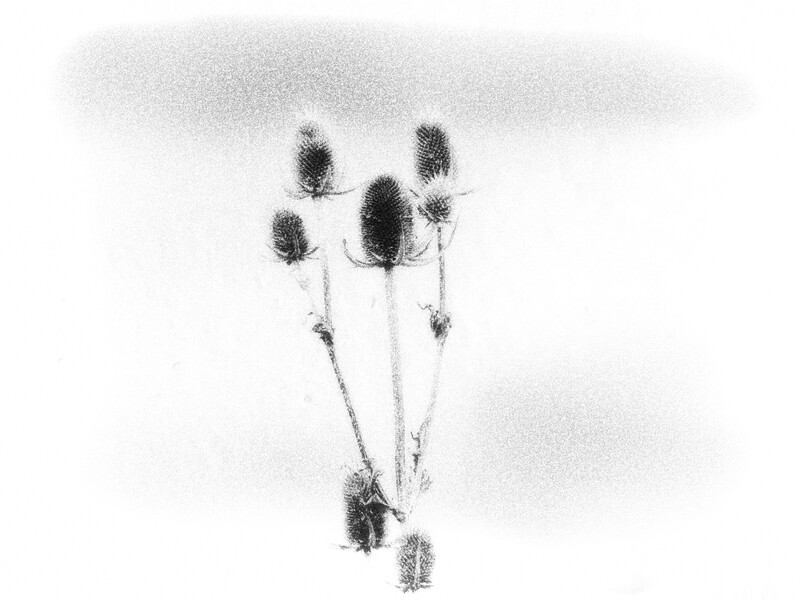 Black and white pencil drawing of teasel seedheads on delicate stems against a soft, textured background.