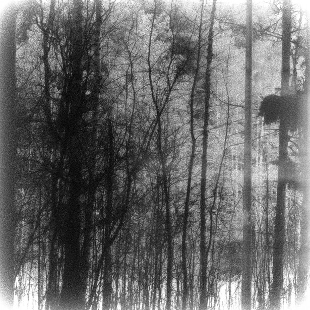 Dense forest of bare trees with delicate branch patterns creating layered depth in soft, diffused light.