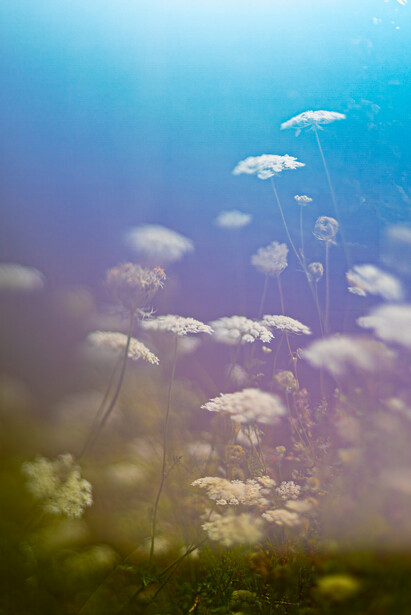White Queen Anne's lace flowers backlit by blue sky and sunlight, with soft focus foreground and background.