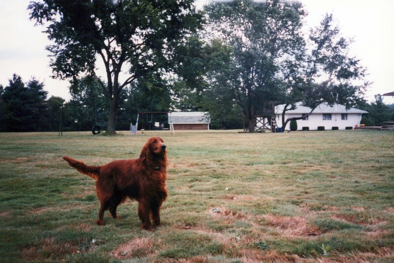 A rust-colored dog standing in an open field with trees and rural buildings in the background.