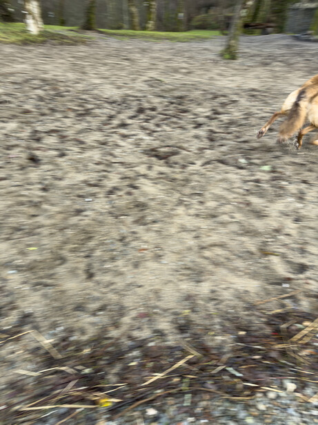Dog running across sandy ground with blurred motion and trees in soft focus background.