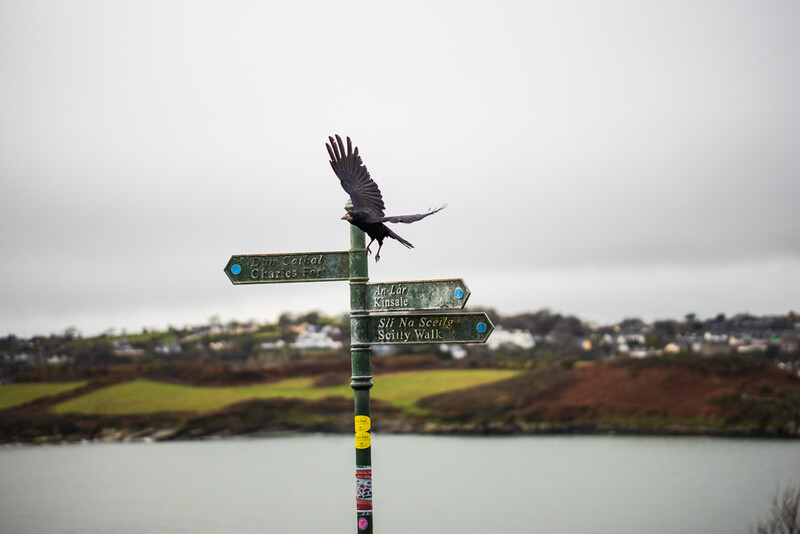 Black bird perched atop a weathered directional signpost overlooking a calm waterway and distant landscape.