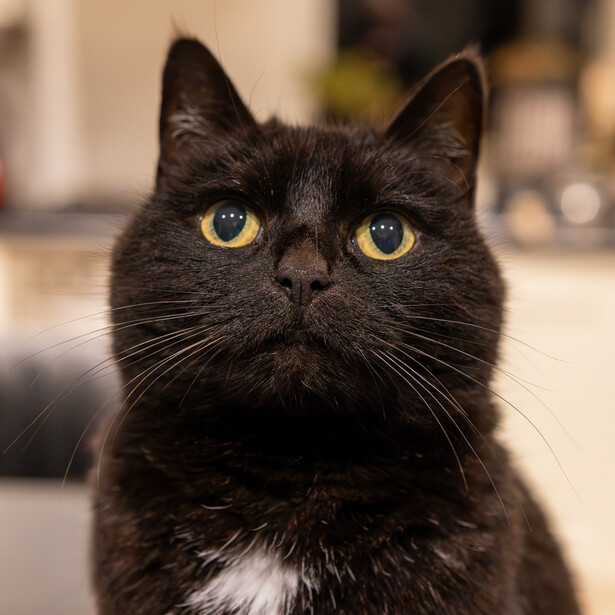 Black cat with striking amber eyes and white chest markings, staring directly at camera.