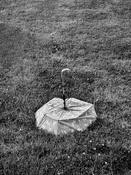 Young sapling with white protective wrap growing in sparse grass field, shot from above in black and white.