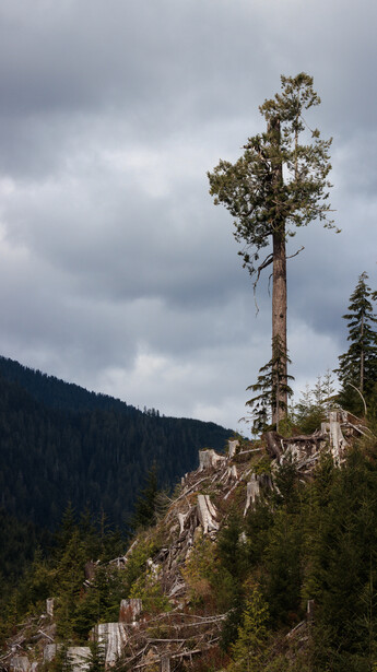 A tree sits at the top of a hill, with the stumps of clearcut trees below it