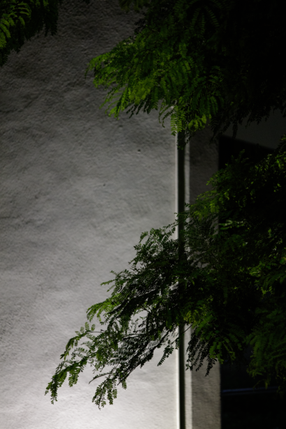 Cascading green foliage draped over a metal pole against a textured concrete wall in dramatic side lighting.