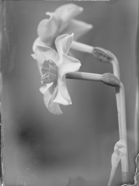Black and white close-up photograph of a delicate flower with ruffled petals against a soft, blurred background.