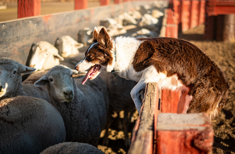 Brown and white herding dog leaning over a wooden fence toward sheep in a pen.