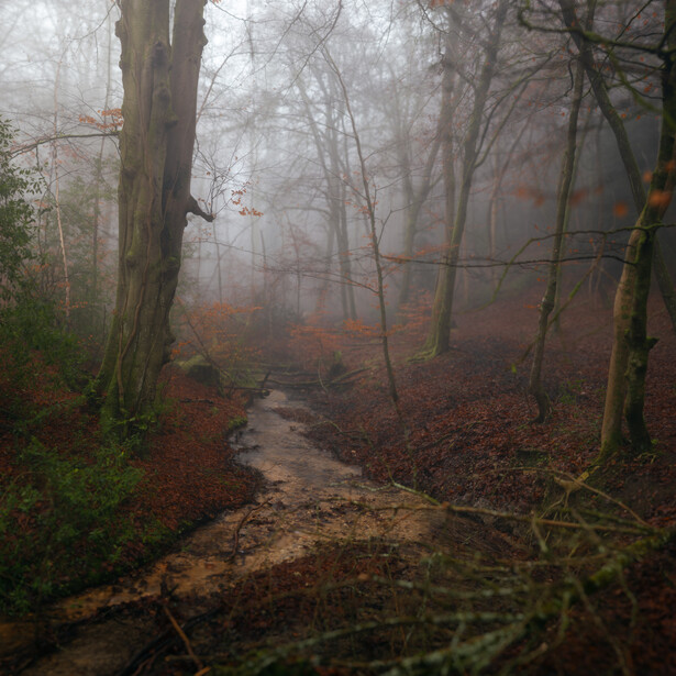 Misty forest stream winding through bare trees with brown leaf litter covering the forest floor.