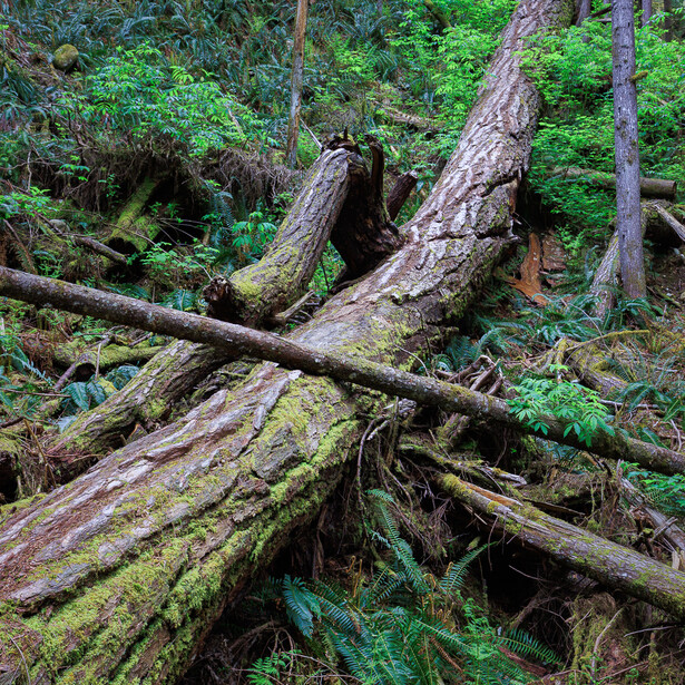 Fallen old growth tree in forest