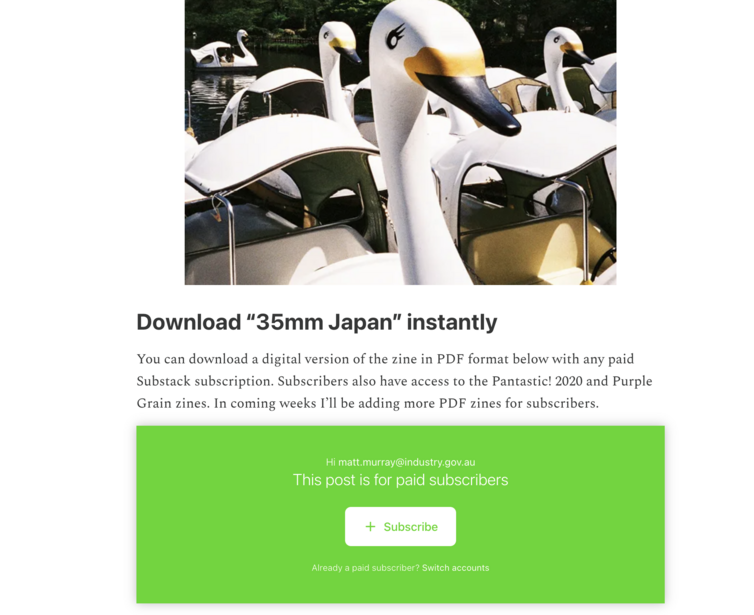 White swans with golden beaks swimming in water, shot outdoors in natural daylight.