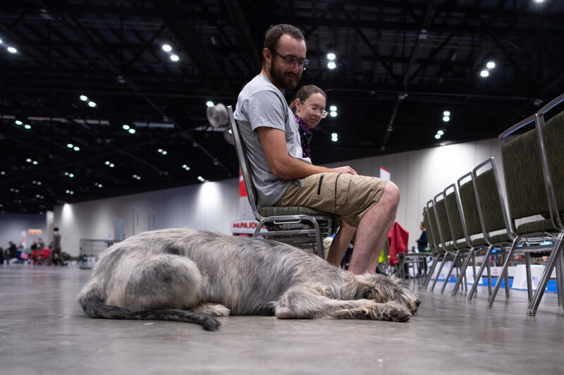 Dog sleeping on the floor