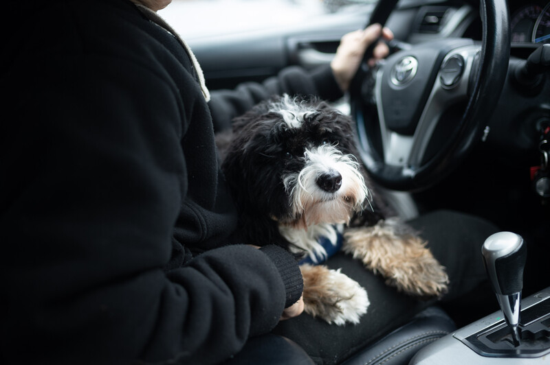 Dog sitting in car on owners lap