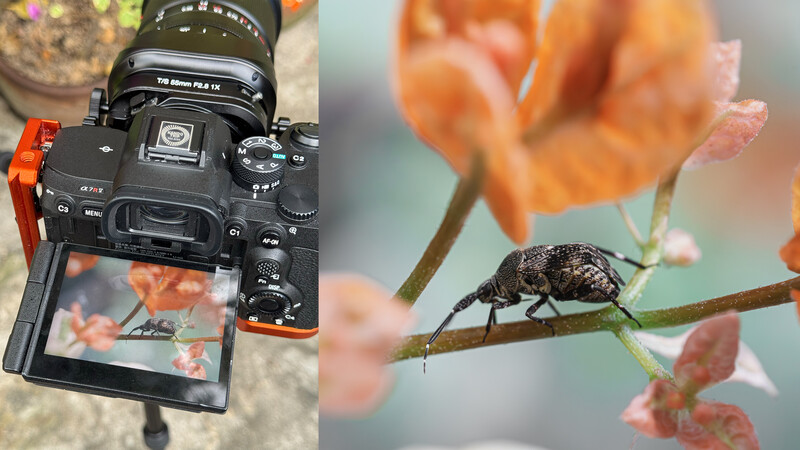 Camera with articulating screen displaying macro photograph of beetle on orange flowers.