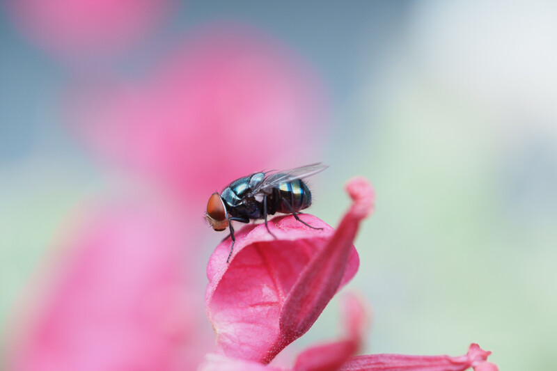Fly perched on bright pink flower petal with soft bokeh background.