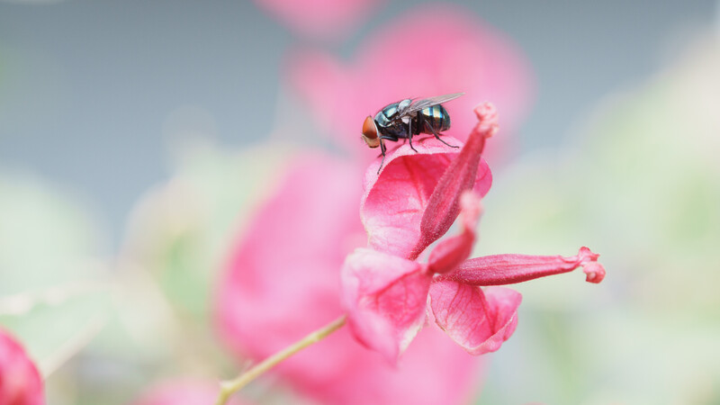 Iridescent fly perched on pink flower petals with soft bokeh background.