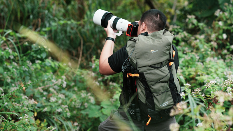 Photographer with telephoto lens and backpack photographing in dense forest vegetation.
