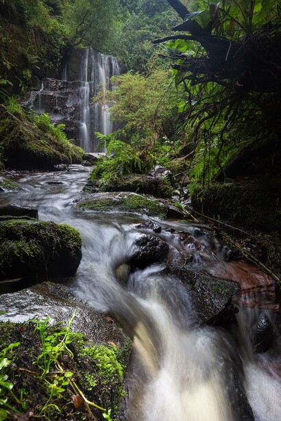 Flowing stream with cascading waterfall framed by dense green forest canopy.
