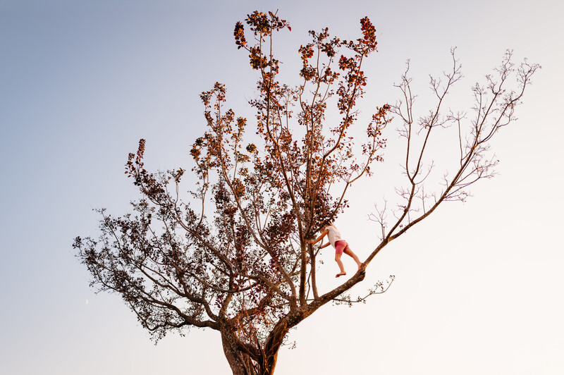 Person in red shirt balancing on a bare, dead tree branch against clear sky.