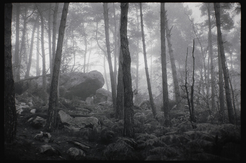 Fontainebleau forest in the fog, photographed on grainy film