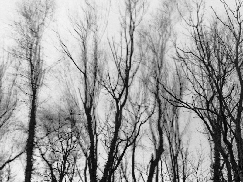 Bare trees with thin, delicate branches against an overcast sky in black and white.