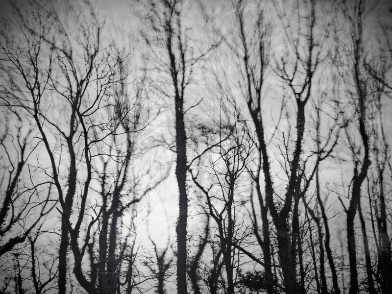 Bare trees photographed from below against an overcast sky, their dark trunks and branches creating vertical lines.