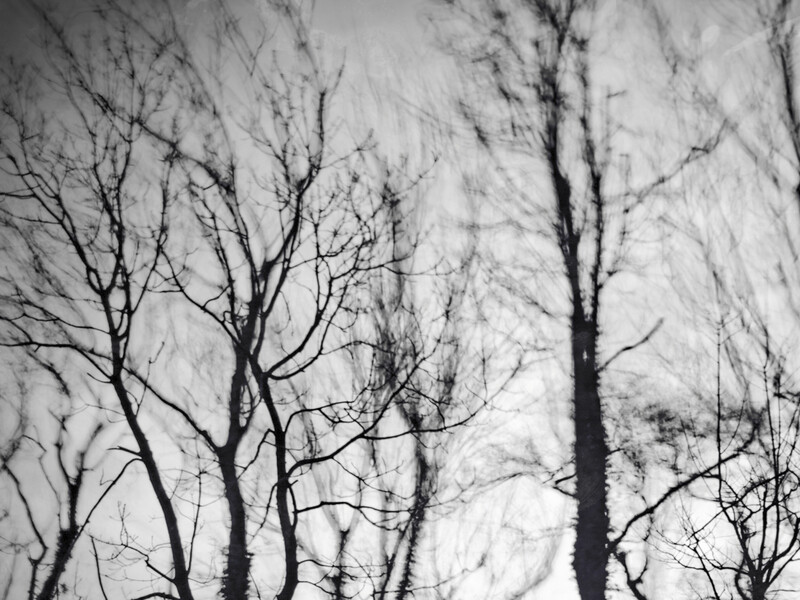 Bare tree branches in winter against a white sky, captured with shallow depth of field.