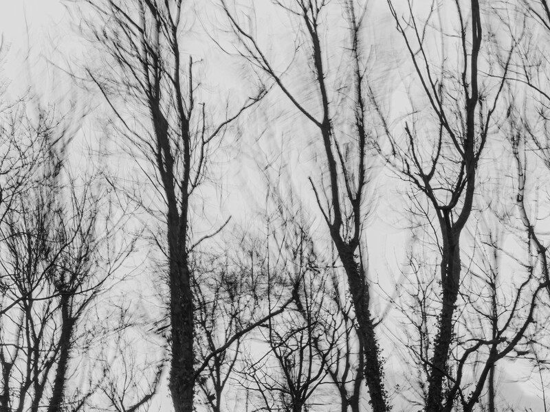 Bare tree branches reaching upward against a pale, overcast sky creating a minimalist silhouette.