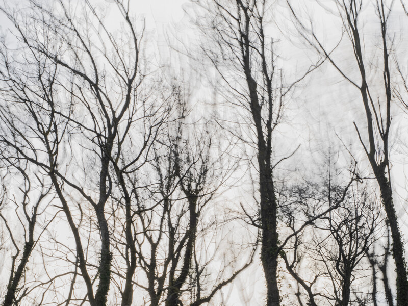 Bare tree branches silhouetted against an overcast white sky.