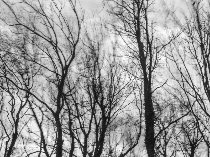 Bare tree branches reaching upward against an overcast sky, creating an intricate silhouette pattern.