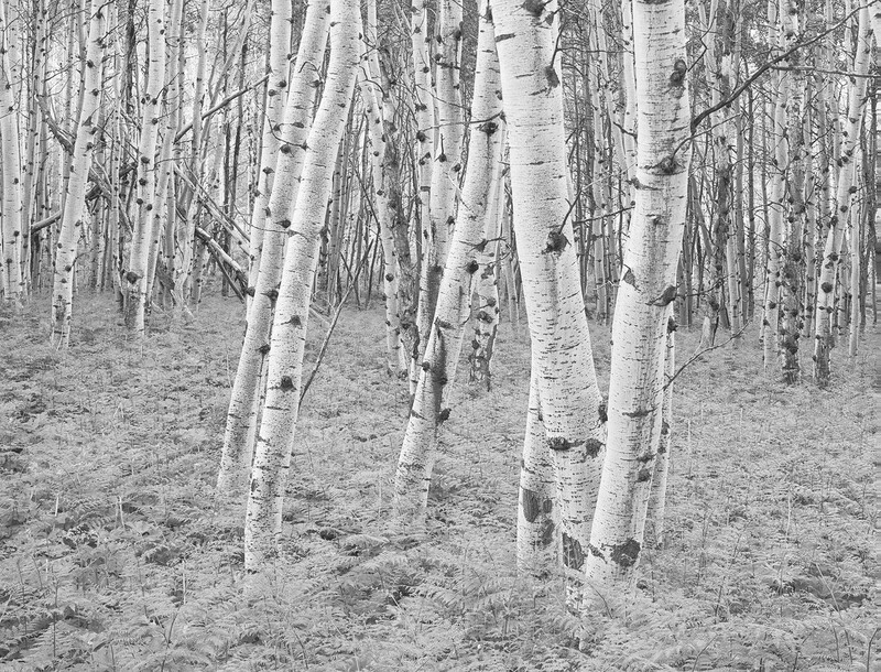 Aspens and Ferns over McClure Pass, Colorado&nbsp;