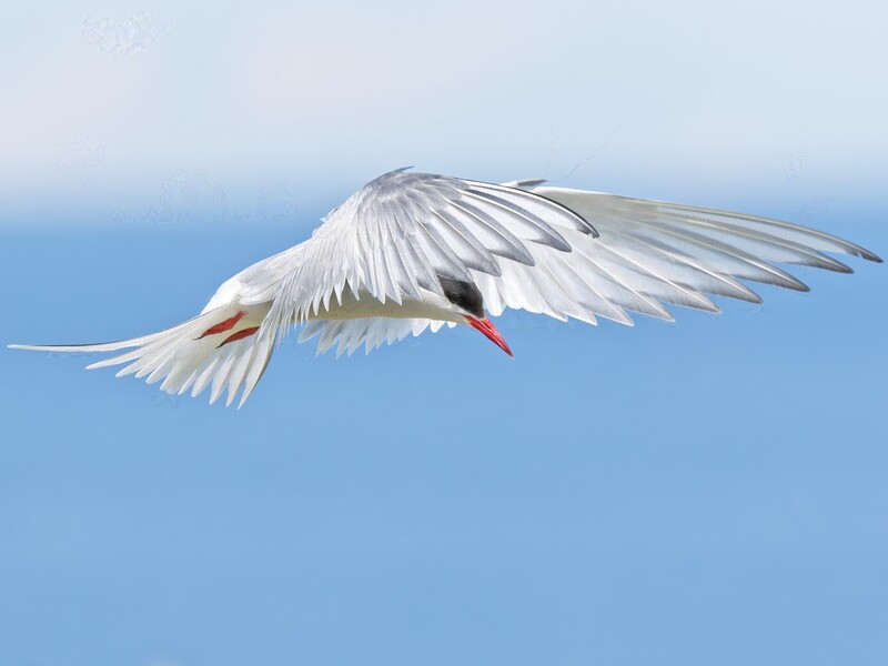 White tern in flight against clear blue sky, wings spread wide with red-orange beak visible.