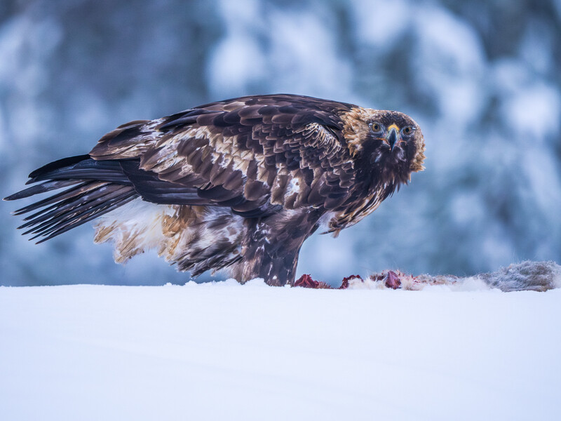 Golden eagle feeding on prey in snow with blurred winter background.
