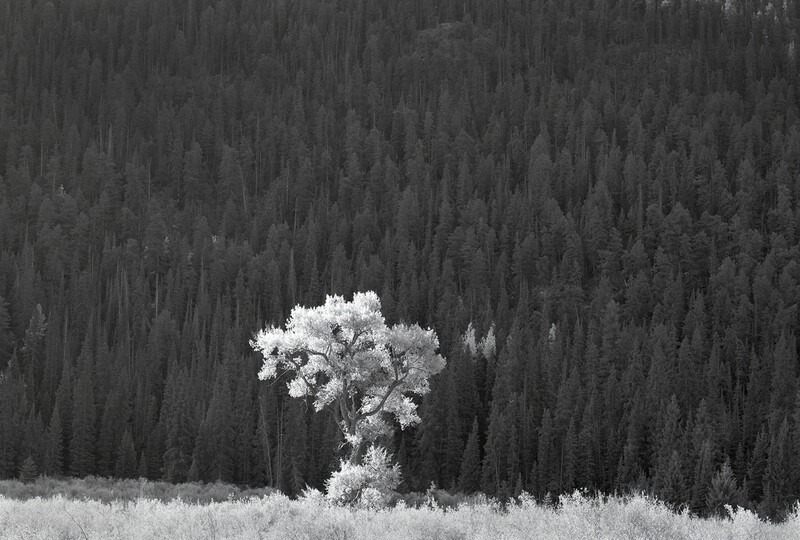 "Backlit Aspens, Lake Fork of the Gunnison"
