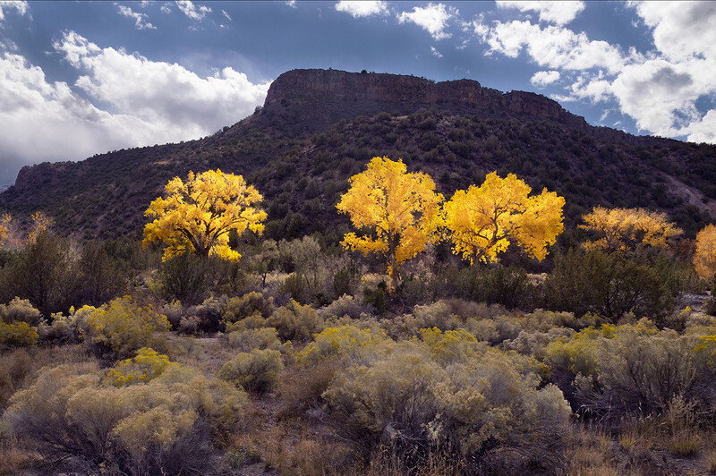 "Chamisa y Cottonwoods, Mesa"