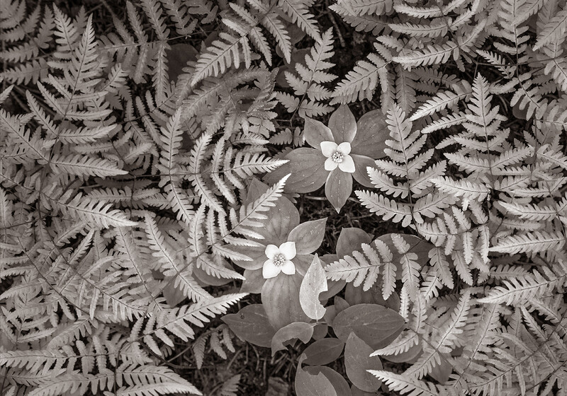 "Dwarf Dogwood and Ferns, Montana"