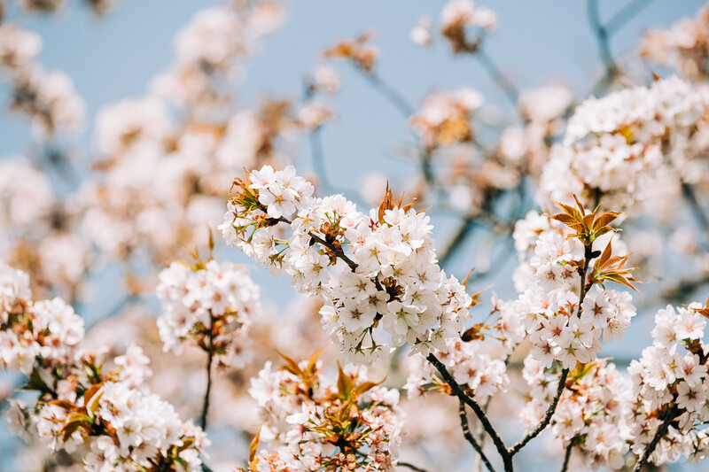 White blossoms with golden-brown foliage clustered on branches against a clear blue sky.