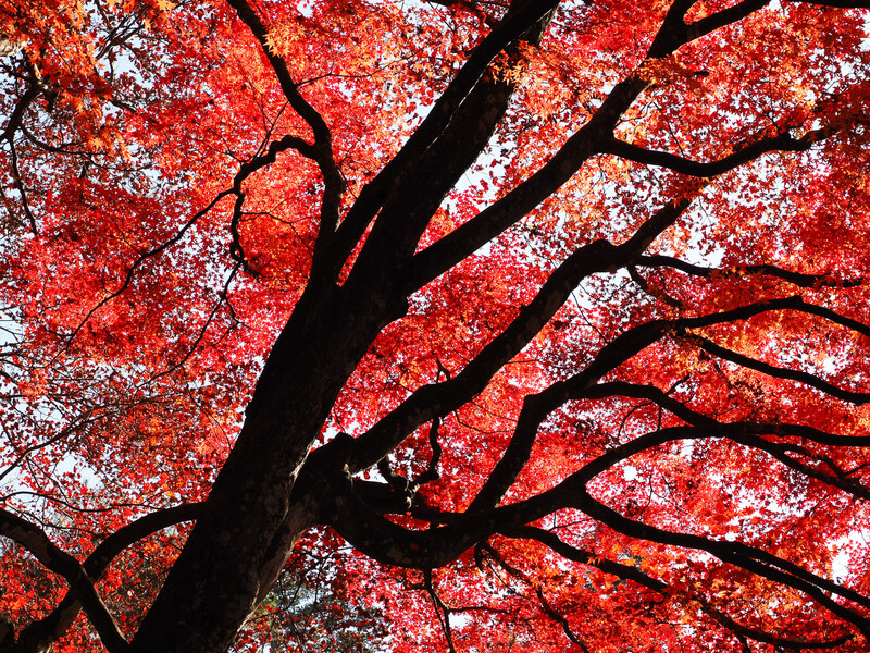 Black tree trunk and branches silhouetted against vibrant red autumn foliage photographed from below.