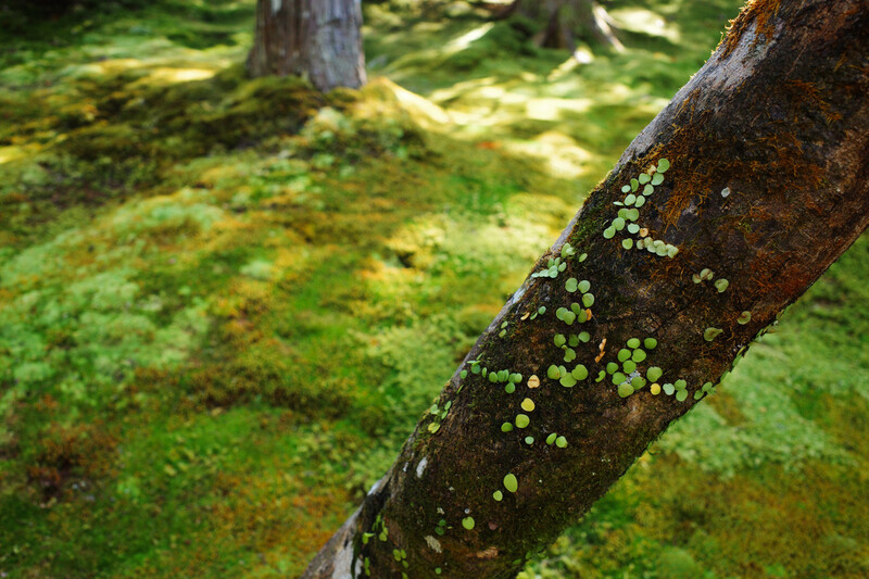 Lichen and moss covering a tree branch in a forest setting with soft, diffused natural light.