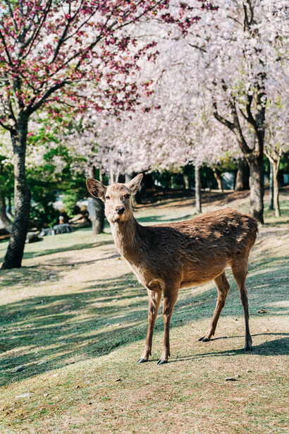 Deer standing on a tree-lined path beneath blooming flowering trees.